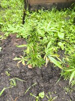 IMG_20260801_152412.jpg