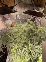 IMG_4986.jpeg