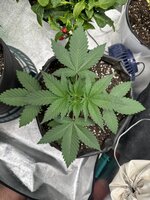 BlackBerry moonrock фото