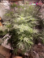 IMG_5005.jpeg