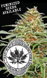 Humboldt_Seed_Company_-_Freakshow.jpg