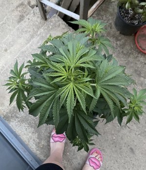 83ACE190-D9AE-4E0C-B3B5-DF88B9A32481.jpeg 83ACE190-D9AE-4E0C-B3B5-DF88B9A32481.jpeg