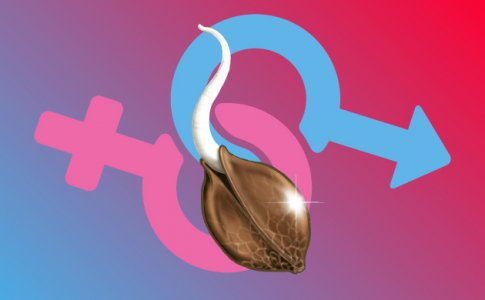 О преимуществах регулярных семян конопли О преимуществах регулярных семян конопли