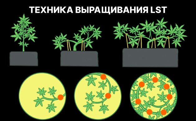 Техника LST для конопли