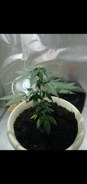 Screenshot_2022-06-28-09-16-47-85.jpg Screenshot_2022-06-28-09-16-47-85.jpg