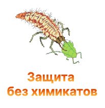 /threads/kak-zaschitit-konoplju-ot-vreditelej-bez-ximikatov.1389/ /threads/kak-zaschitit-konoplju-ot-vreditelej-bez-ximikatov.1389/