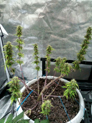 1656923662837.png 1656923662837.png