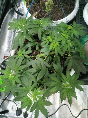 1656927291327.png 1656927291327.png