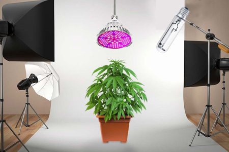 освещение для конопли освещение для конопли