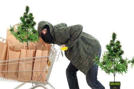 сбор урожая конопли сбор урожая конопли