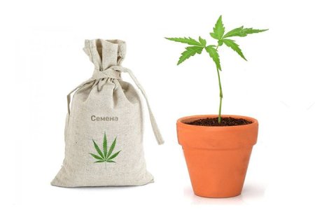рассада конопли рассада конопли