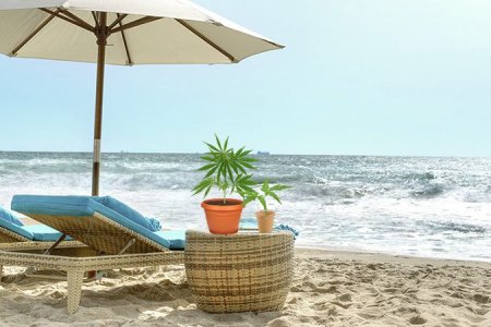 благоприятные условия для рассады конопли благоприятные условия для рассады конопли