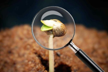 рассада конопли не сбросила каску рассада конопли не сбросила каску