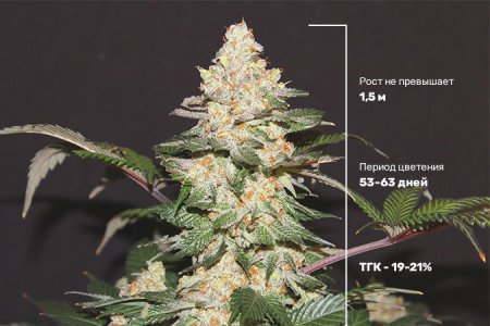 описание сорта ак 47 описание сорта ак 47