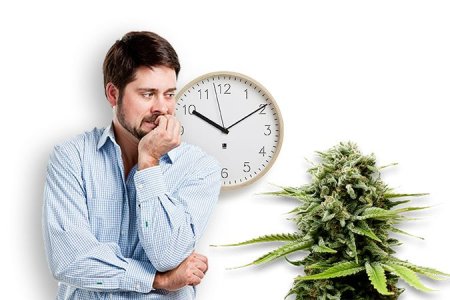 Срок созревания и уход разных видов конопли