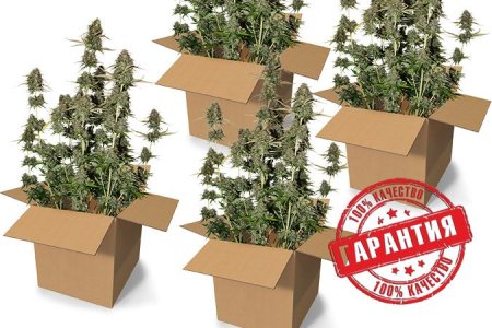 Качество урожая разных видов конопли