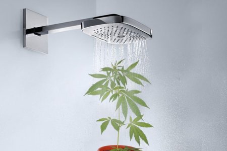 Стадия вегетации конопли