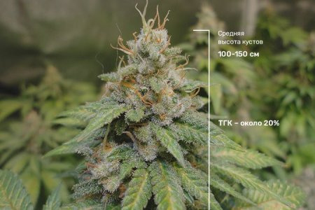 Osobennosti rastenij s genetikoj White Widow.jpg