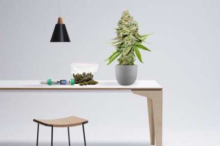 Финальный этап цветения конопли