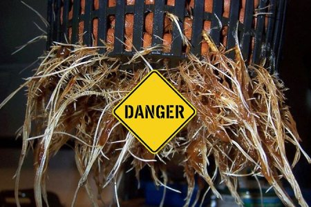 Болезни корневой системы конопли