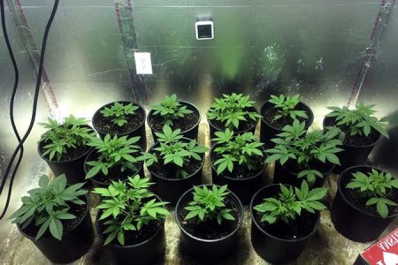 техника море зелени