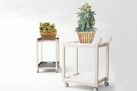 Топ урожайных атвоцветущих сортов конопли Топ урожайных атвоцветущих сортов конопли