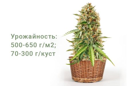 Сорт конопли Scout Cookies Auto Сорт конопли Scout Cookies Auto