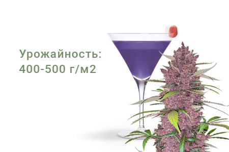 Сорт конопли Purple Lemonade Auto Сорт конопли Purple Lemonade Auto