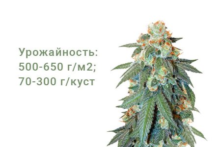 Сорт конопли Auto Orange Bud Сорт конопли Auto Orange Bud