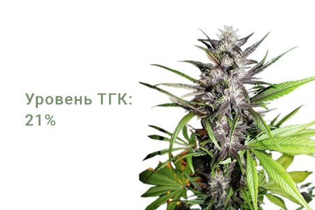 Сорт конопли LSD-25 Auto