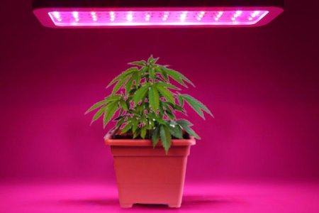 Гроубокс для конопли оборудование Гроубокс для конопли оборудование