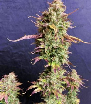 Six Shooter Auto Fast Buds.jpg