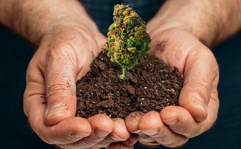 Условия для выращивания конопли