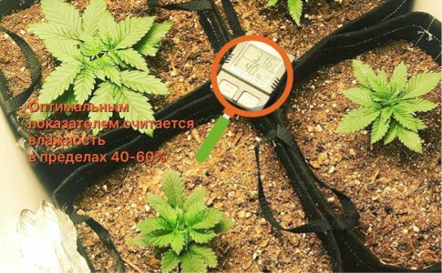 Влажность для конопли