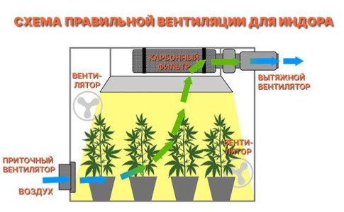 Вентиляция для конопли