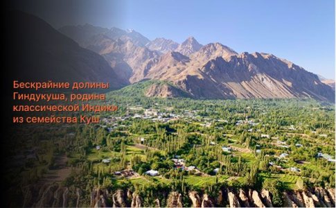 OG Kush - история происхождения OG Kush - история происхождения