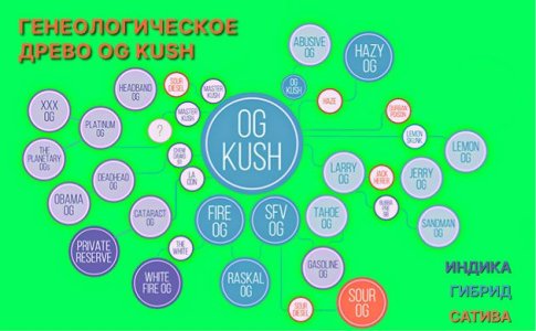 OG Kush описание сорта OG Kush описание сорта