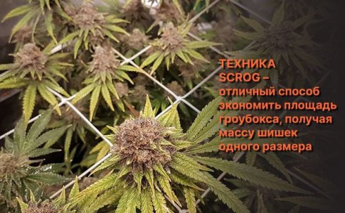 Сетка ScrOG Сетка ScrOG