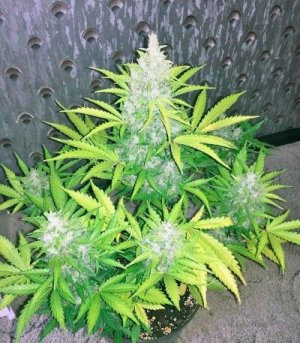 сорт конопли Kalashnikova Auto.jpg сорт конопли Kalashnikova Auto.jpg