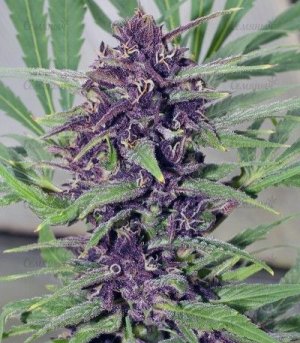 сорт конопли Frisian Dew.jpg