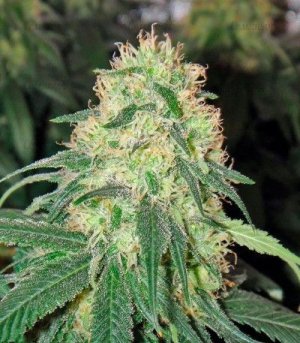 сорт конопи California Hash Plant.jpg