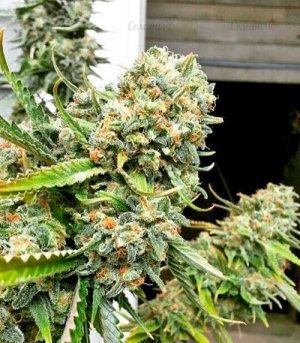 сорт конопли Critical+.jpg