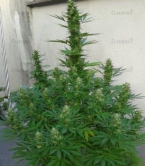 Royal Cheese Fast Flowering.jpg