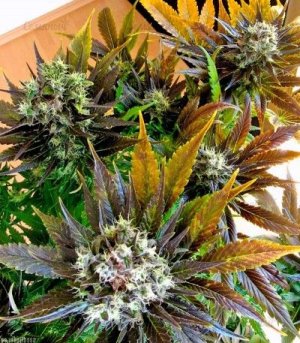 whiteberry.jpg whiteberry.jpg