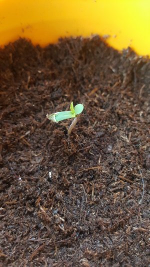 Экстрим пересадка 2.jpg