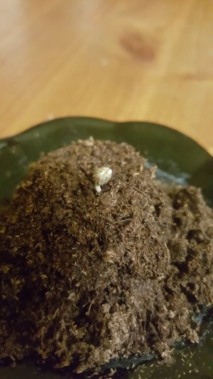 каска Карамелька.jpg