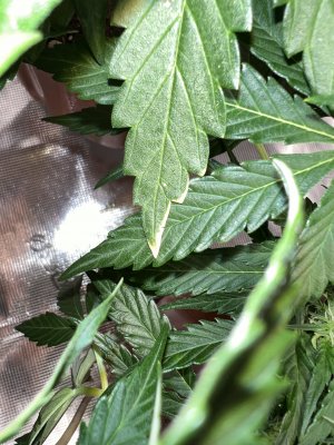 6F72FA4D-0FEE-483D-948B-0A6F6676F23F.jpeg 6F72FA4D-0FEE-483D-948B-0A6F6676F23F.jpeg