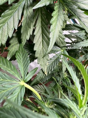 A3E6B3D0-5AA5-4B1E-A3BC-2689CFC421DF.jpeg A3E6B3D0-5AA5-4B1E-A3BC-2689CFC421DF.jpeg