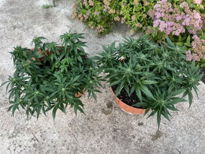 D0C86812-61B1-42CE-8CD9-86D32F9F578C.jpeg D0C86812-61B1-42CE-8CD9-86D32F9F578C.jpeg