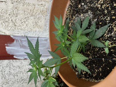 C1D6F1C6-95AD-4F7A-BD4A-5A77B5D6182D.jpeg C1D6F1C6-95AD-4F7A-BD4A-5A77B5D6182D.jpeg